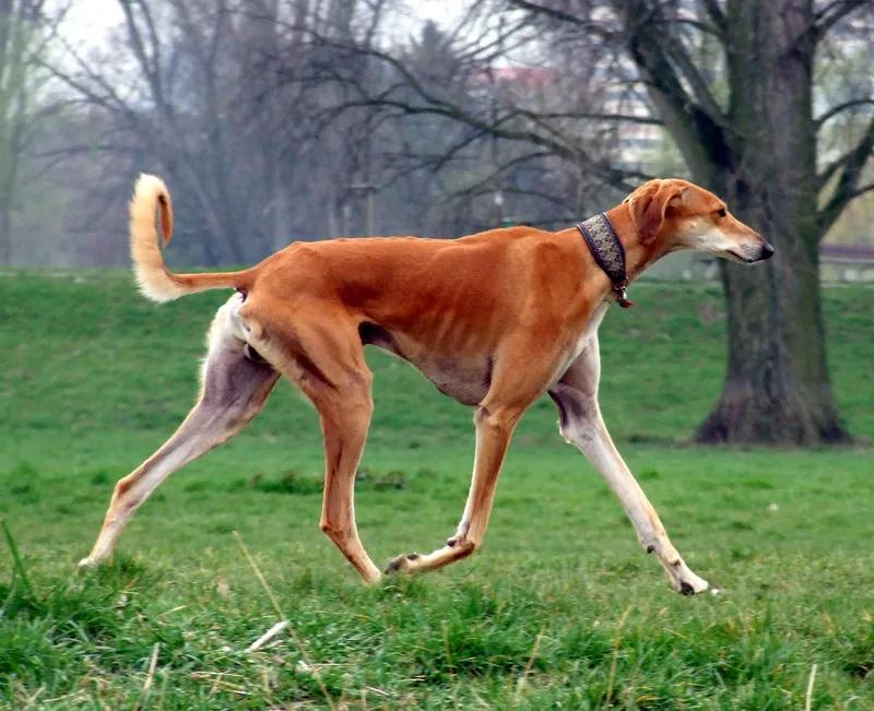 Saluki, a 91% match to Zerdava