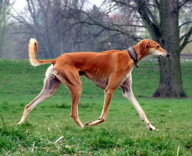 Saluki - Hound breed known for being Affectionate and Aloof