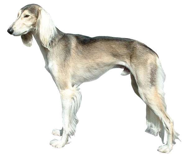 Saluki photo thumbnail 3