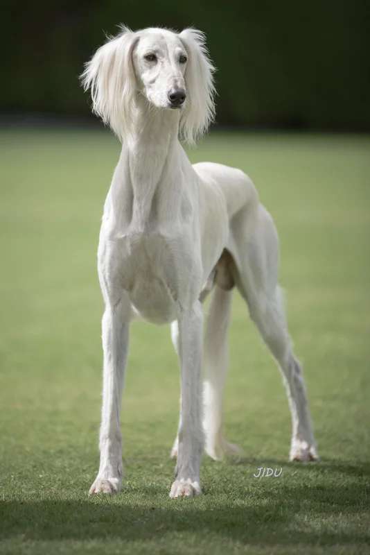 Saluki photo thumbnail 4