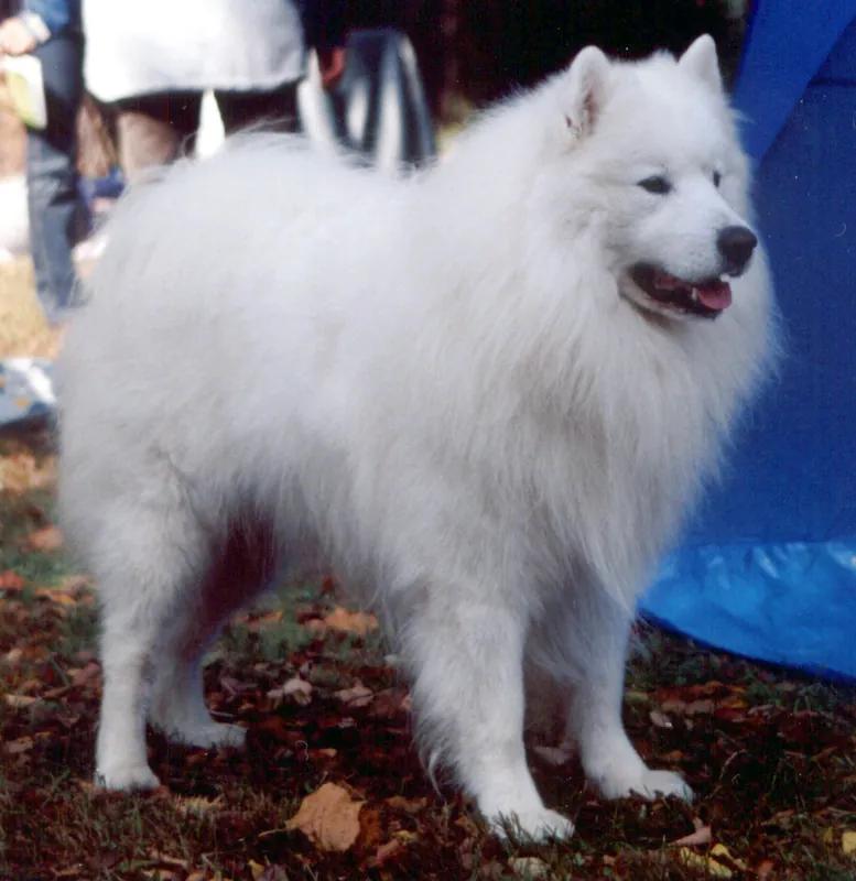 Samoyed, a 83% match to Boxer