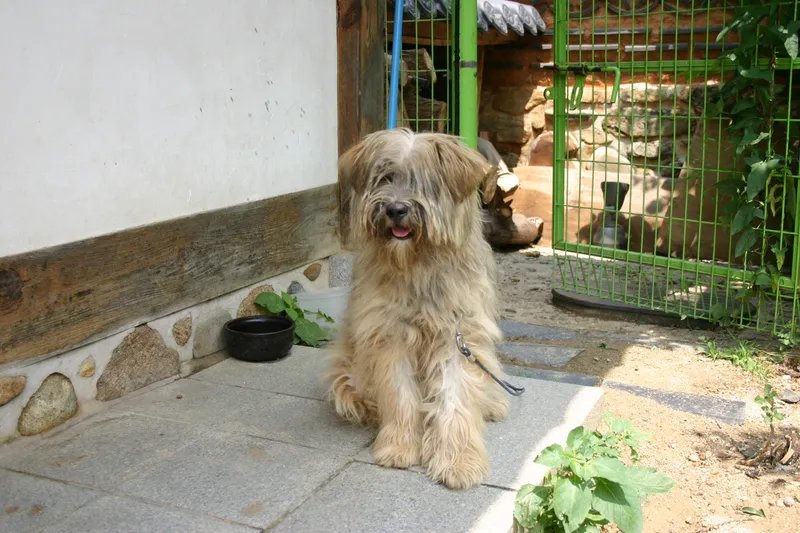 Sapsali - Companion dog breed