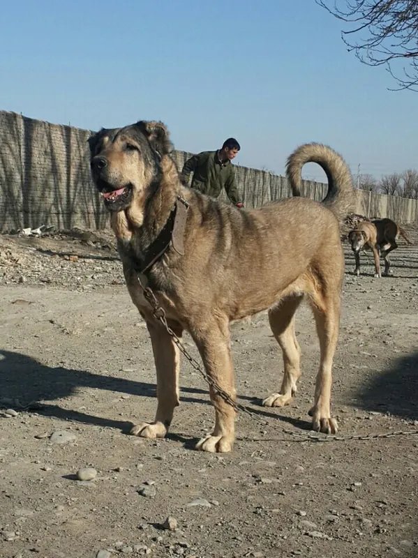 Sarabi - Working breed, Calm and Independent