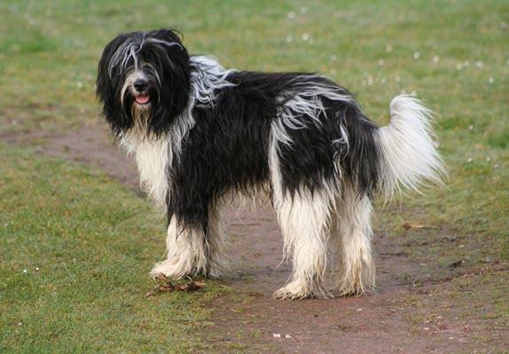 Schapendoes, a 90% match to Portuguese Sheepdog