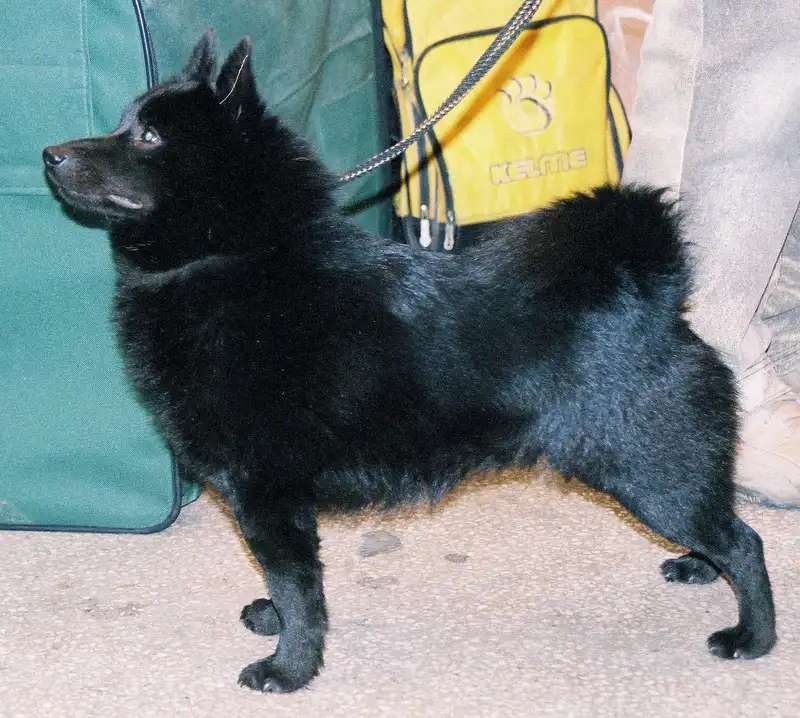 Schipperke photo thumbnail 2