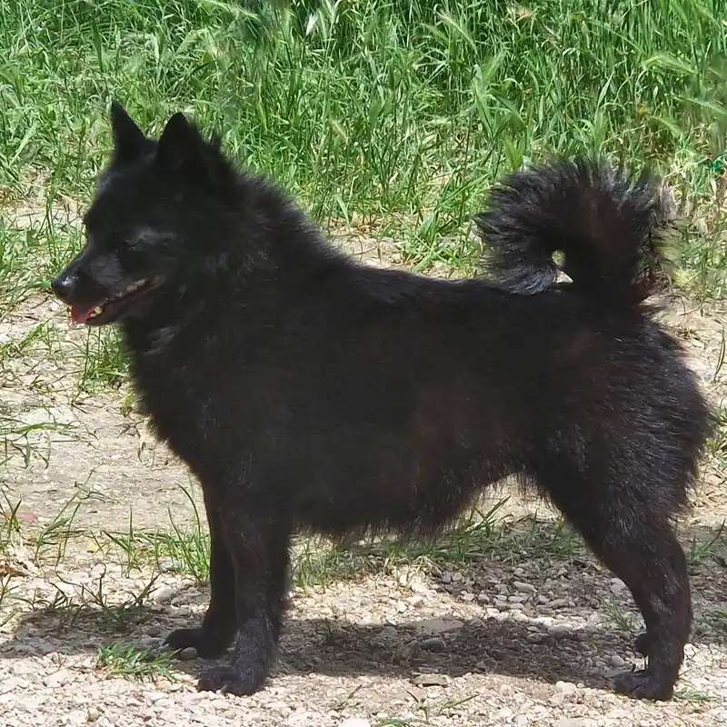 Schipperke photo thumbnail 4