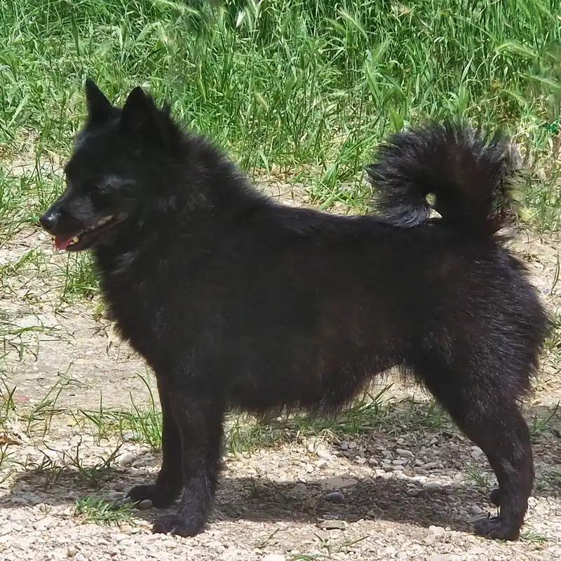 Schipperke, a 89% match to Norwegian Lundehund