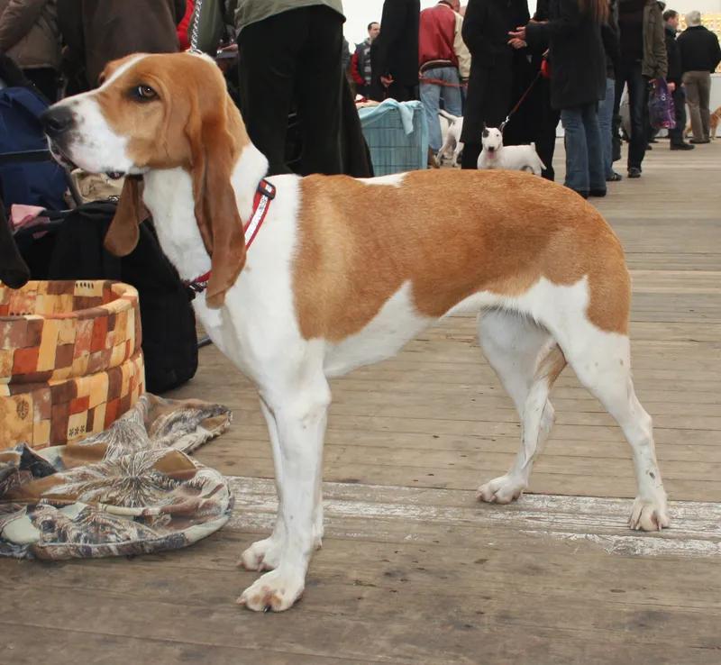 Schweizer Laufhund, a 88% match to Tesem