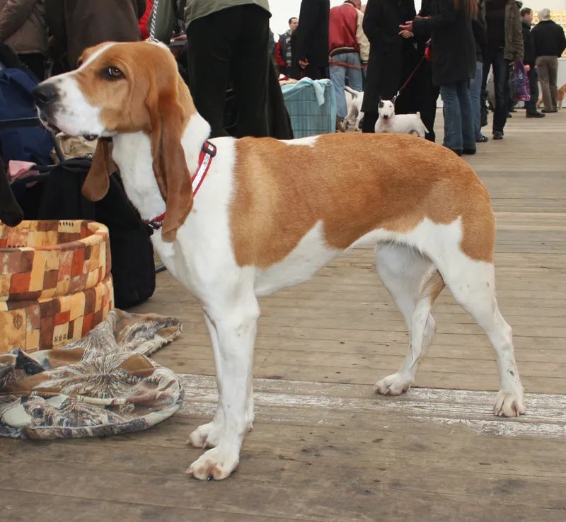 Schweizer Laufhund - Hound breed known for being Affectionate and Energetic