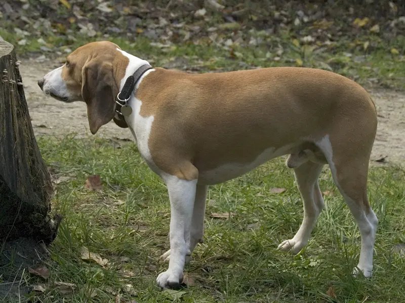 Schweizerischer Niederlaufhund - Scent Hounds breed known for being Affectionate and Agile