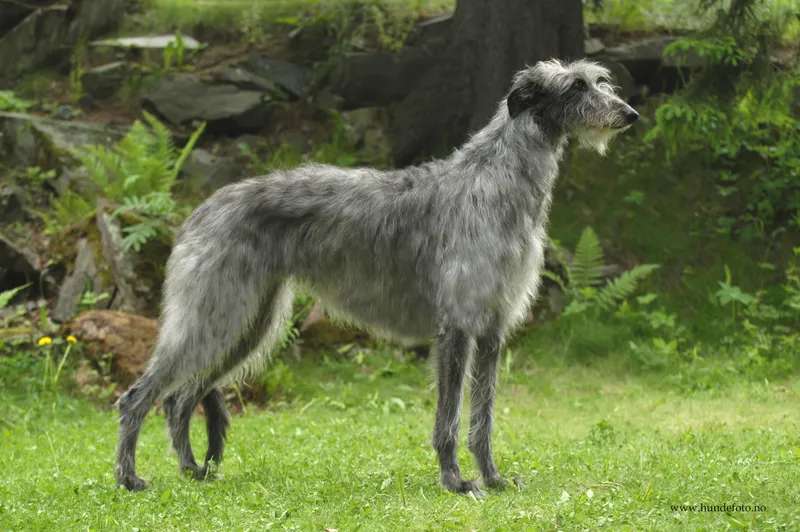 Scottish Deerhound photo thumbnail 1