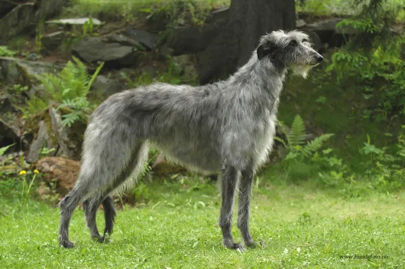 Scottish Deerhound - Hound breed known for being Affectionate and Calm