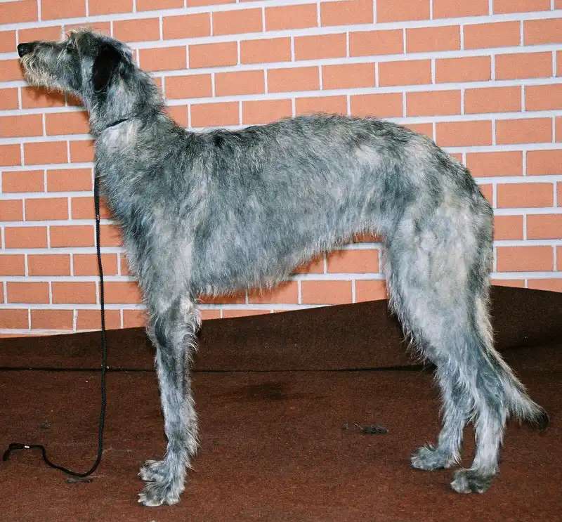 Scottish Deerhound photo thumbnail 2