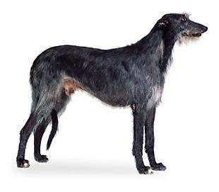 Scottish Deerhound photo thumbnail 3