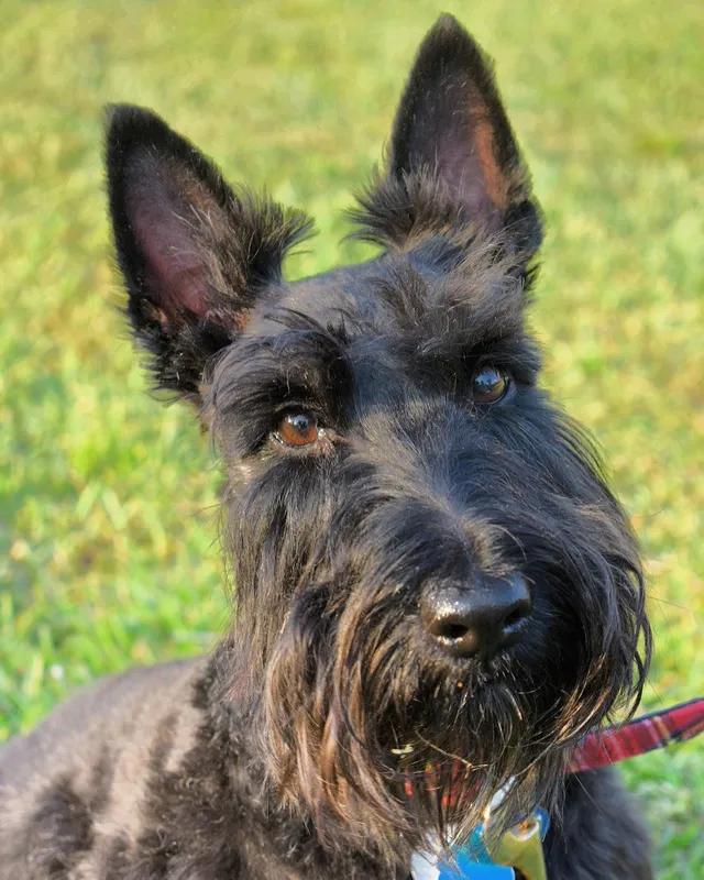 Scottish Terrier - Terrier dog breed