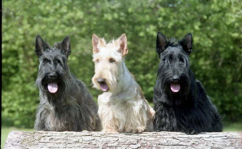 Scottish Terrier photo thumbnail 3