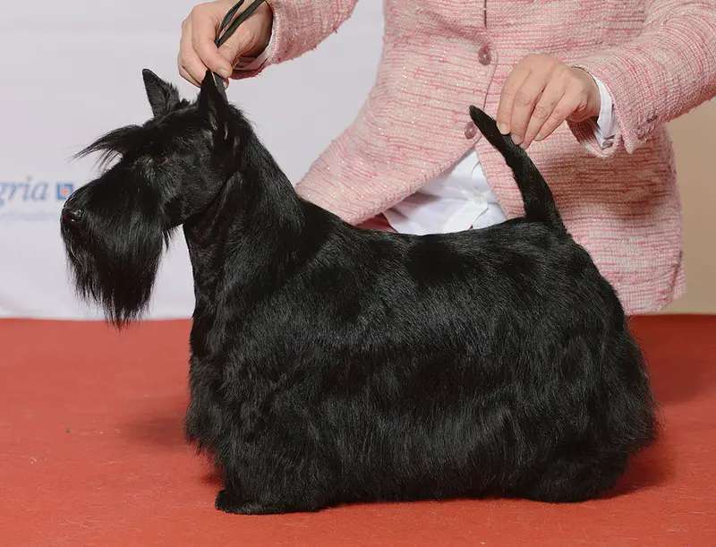 Scottish Terrier photo thumbnail 4