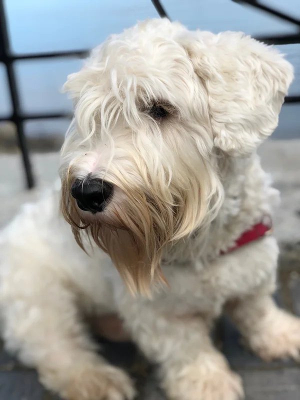 Sealyham Terrier - Terrier dog breed