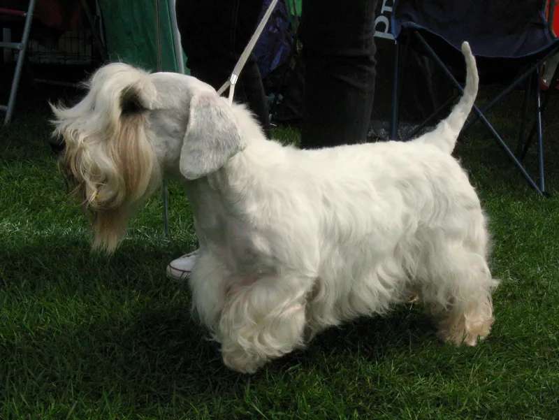 Sealyham Terrier photo thumbnail 3