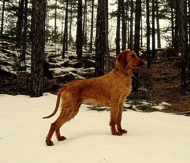 Segugio Italiano - Hound dog breed