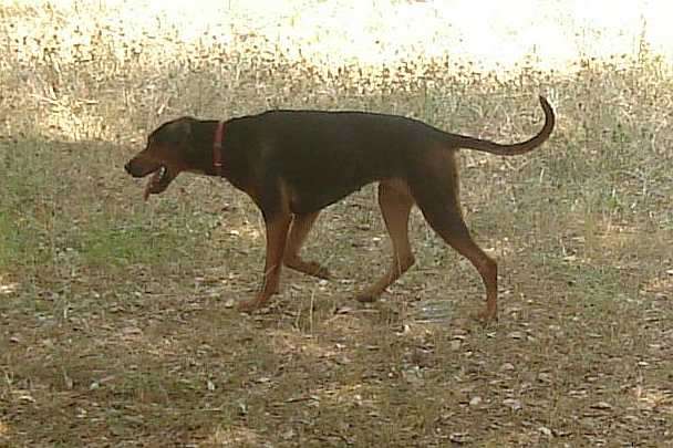 Serbian Hound photo thumbnail 1