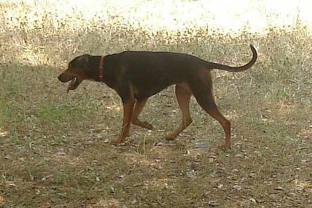 Serbian Hound, a 92% match to Gonczy Polski