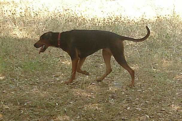 Serbian Hound - Hound breed known for being Affectionate and Energetic