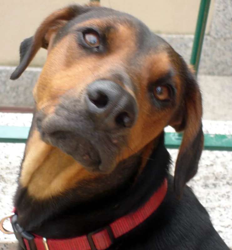 Serbian Hound photo thumbnail 2