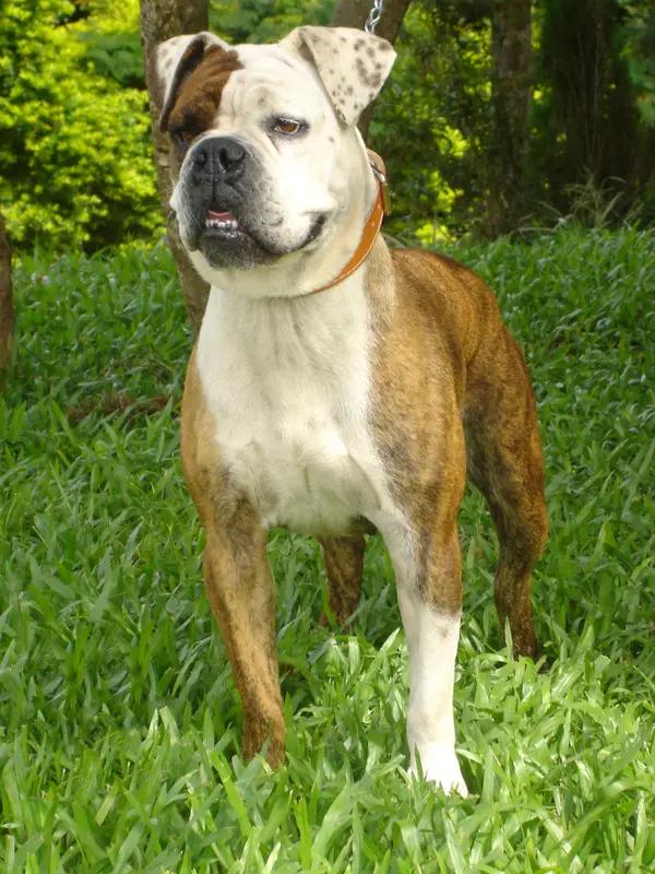 Serrano Bulldog, a 86% match to Bully Kutta