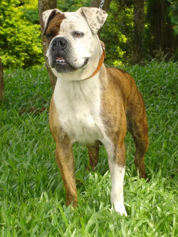 Serrano Bulldog - Molosser breed known for being Intelligent and Loyal