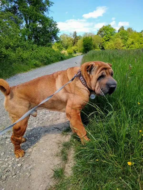 Shar Pei photo thumbnail 2