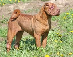 Shar Pei photo thumbnail 3