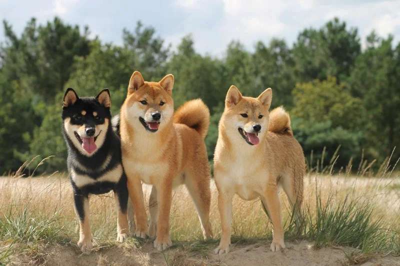 Shiba Inu photo thumbnail 2