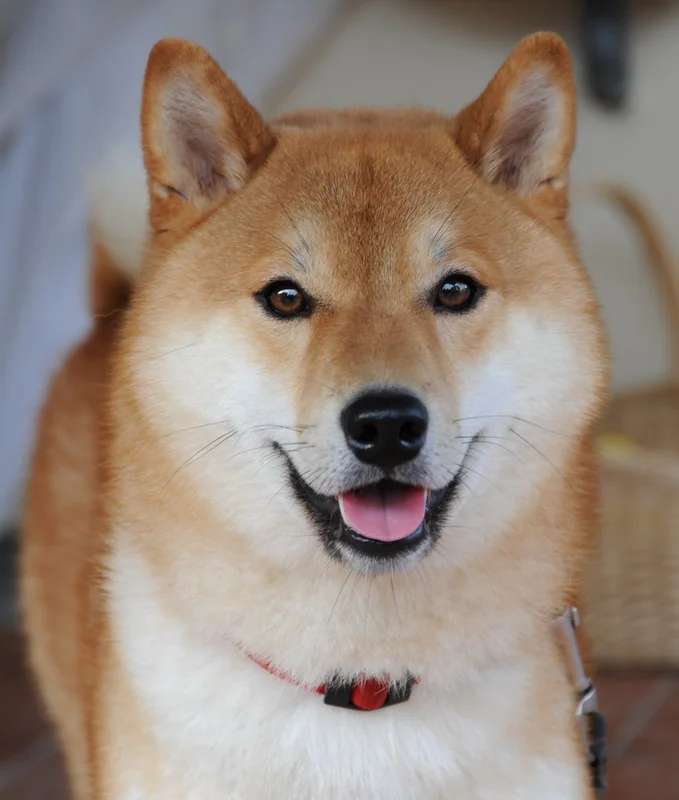 Shiba Inu photo thumbnail 3