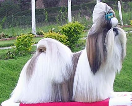 Shih Tzu - Toy breed known for being Affectionate and Alert