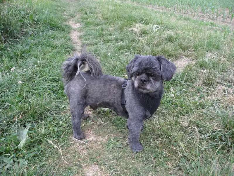 Shih Tzu photo thumbnail 2