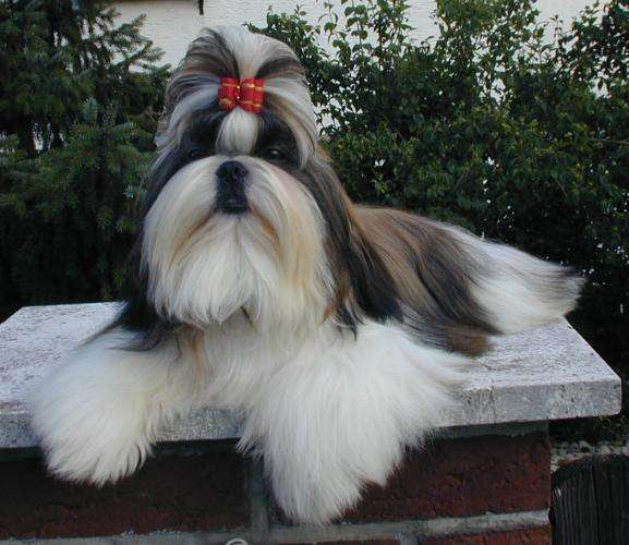 Shih Tzu photo thumbnail 3