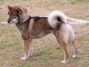 Shikoku, a 83% match to Cairn Terrier