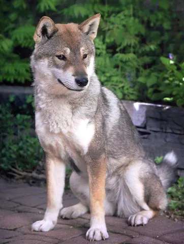 Shikoku photo thumbnail 2
