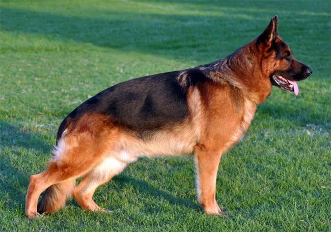 Shiloh Shepherd, a 87% match to Silken Windhound