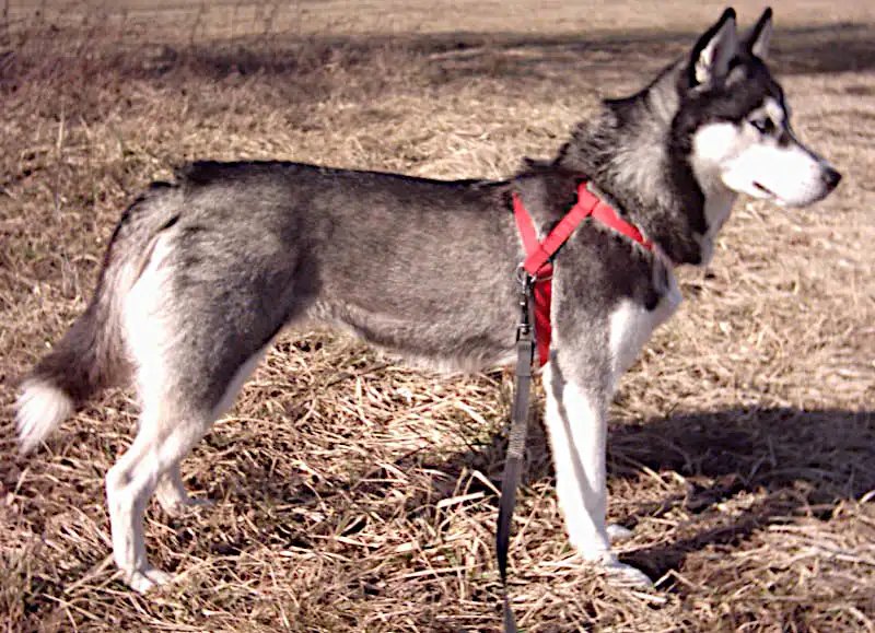 Siberian Husky - The Siberian Husky is a medium-sized, energetic breed known for its striking appearance and friendly nature. Originally bred as sled dogs, they require ample exercise and thrive in active households.
