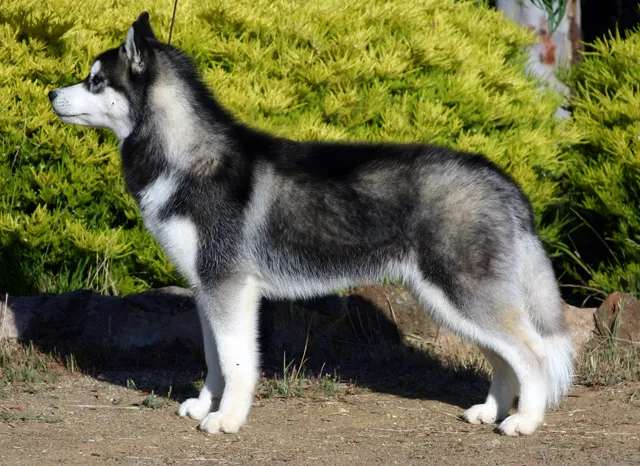 Siberian Husky photo thumbnail 4