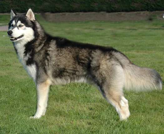 Siberian Husky photo thumbnail 5