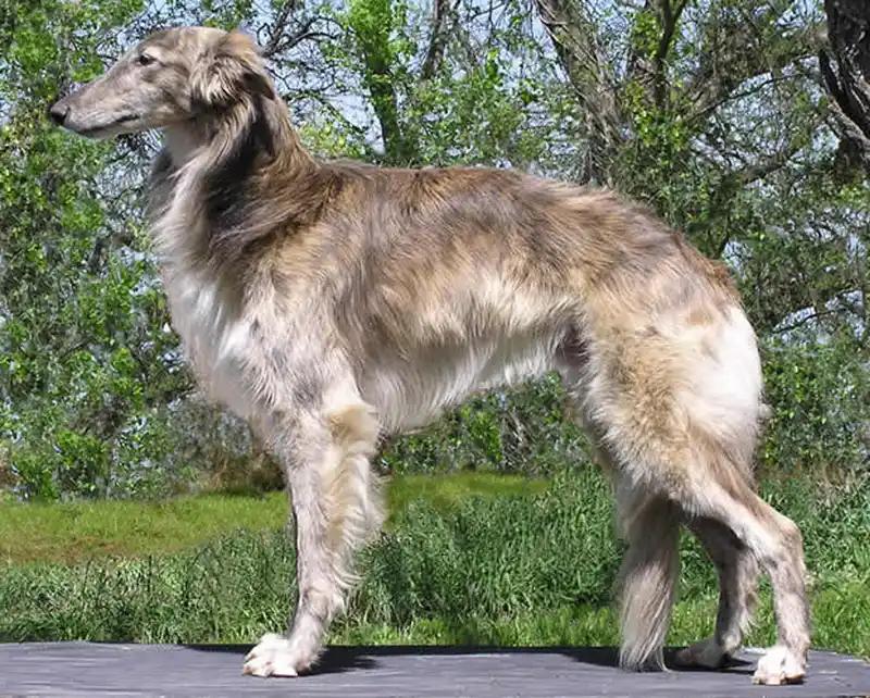 Silken Windhound, a 87% match to Blue Picardy Spaniel