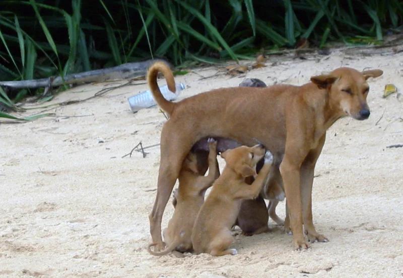 Sinhala Hound, a 88% match to Ibizan Hound