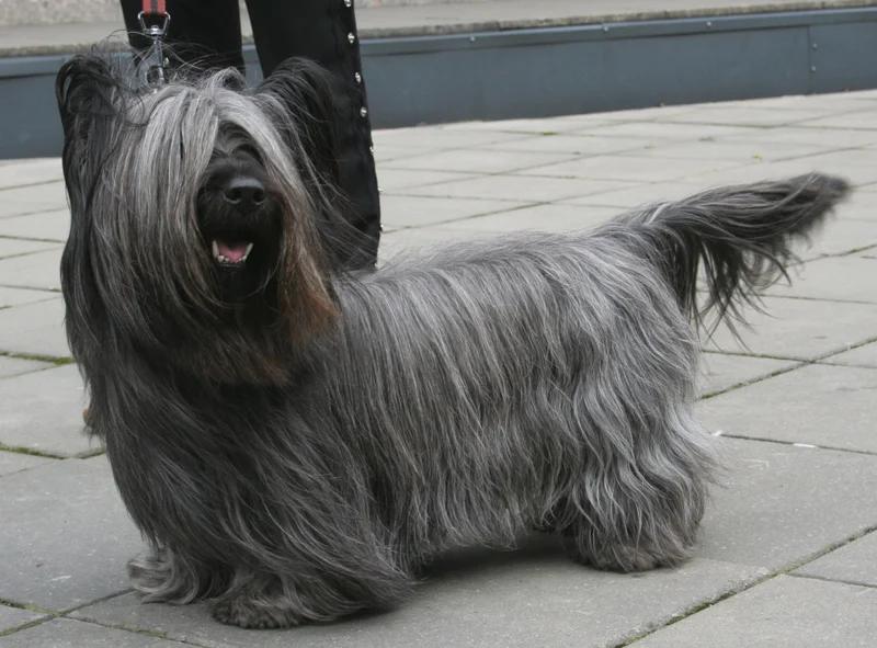 Skye Terrier - Terrier breed, Affectionate and Courageous
