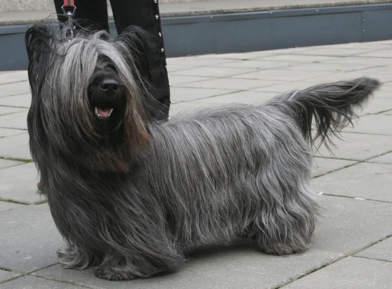 Skye Terrier - Terrier breed known for being Affectionate and Courageous