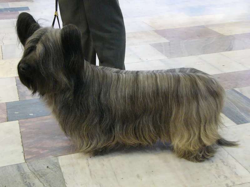 Skye Terrier photo thumbnail 2