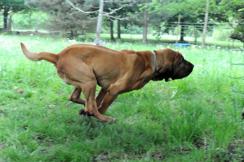 Sleuth Hound, a 89% match to Tesem