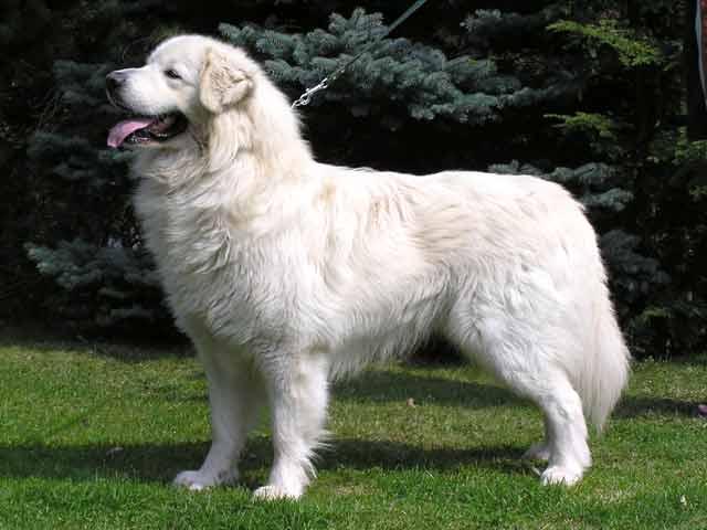 Slovak Cuvac, a 88% match to Himalayan Sheepdog